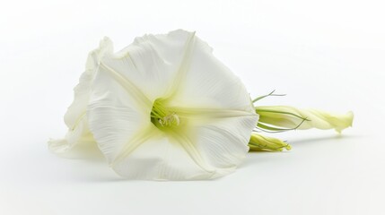 Obraz premium Abstract Floral Vectors: White Flowers and Botanical Elements in Modern Design