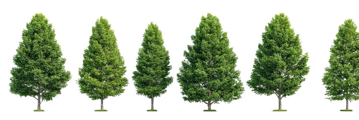 Row of  coniferous trees