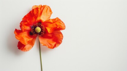 Abstract Floral Vectors: White Flowers and Botanical Elements in Modern Design