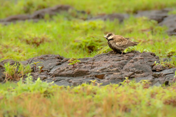 Ashy crowned Sparrow Lark male in Grass Land of Bhigwan