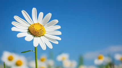 A clear sky background, a daisy flower 