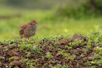 Rock Bush Quail in grassland of Bhigwan