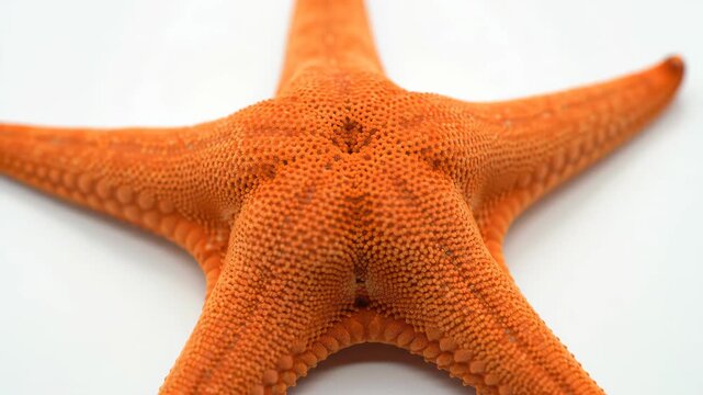 Close-up of a vibrant orange starfish on a white background