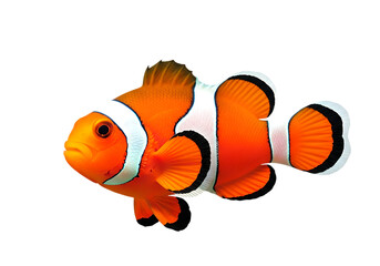 Orange and white clownfish swimming isolated on transparent background