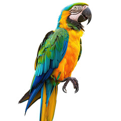 Obraz premium Vibrant parrot, profile view, showcasing a bold array of yellow, blue, and green feathers. Its beak is slightly open, and its posture suggests alertness. Sharp focus on the bird