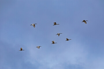 sacred ibis in flight, above okavango in botswana, african wildlife group flock of birds migration,