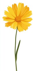 Naklejka premium Bright Yellow Daisy Flower on White Background
