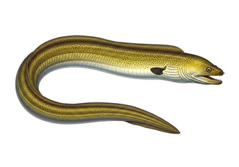 Obraz premium Detailed illustration of a moray eel isolated on transparent background