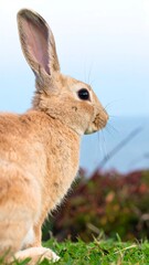 Fototapeta premium A light brown rabbit sits in grass, gazing towards a blurry ocean