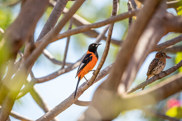 Corrupião, passaro brasileiro, tambem conhecido como sofreu.