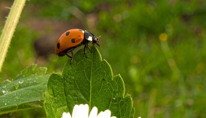 Ladybug on a leaf in a garden