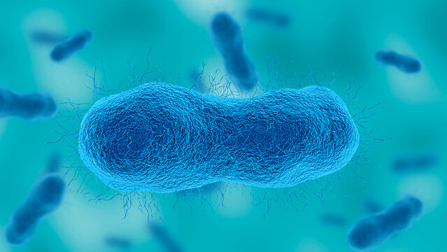 Acinetobacter baumannii, gram negative aerobic bacteria resistant to antibiotics