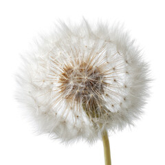 Fototapeta premium Fluffy white dandelion seed head against a black background, close-up