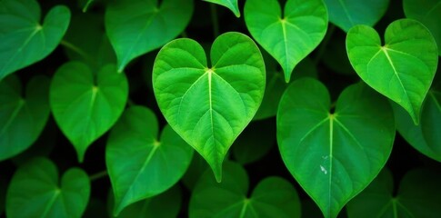 Heart-shaped leaves, deep green, prominent venation, lush foliage , plant, botanical photography, dark green