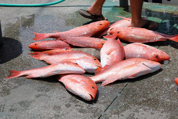 Freshly caught Red snapper fish on a dock
