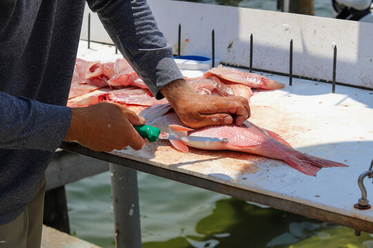 A fisherman cutting up fresh red snapper fish by the dock