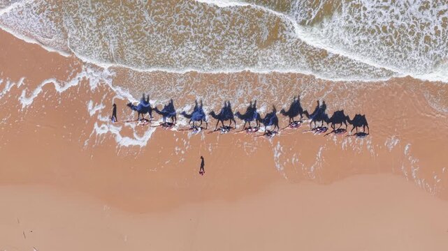 Aerial establishing of camel caravan walking along Anna Bay shoreline in Port Stephens NSW, top down along the water with guide