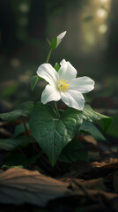 White Woodland Flower Lit by Warm Forest Light