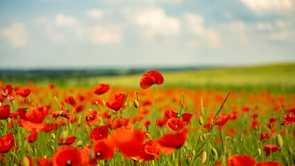 Obraz premium Vibrant field of red poppies in full bloom under a cloudy sky showcasing a beautiful natural landscape with rolling green hills in the background