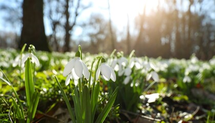 Obraz premium Delicate snowdrop flowers blooming in a sunny woodland glade, spring awakening
