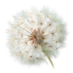 White flower seed head, close-up studio shot, botanical detail, nature background, for design