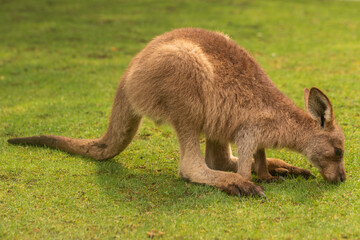 Eastern Grey Kangaroo juvenile (Macropus giganteus) foraging on grassy field; side view with soft brown fur, ears and tail; wildlife feeding behavior in daylight, copy space; close-up portrait