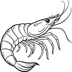 Detailed monochrome line art illustration of a realistic shrimp on white background