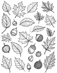 Autumn Leaves and Acorns Sketch Collection (1)