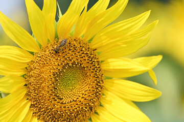 Naklejka premium Bee on Sunflower