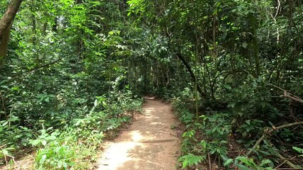 POV shot of walking along a sunlit dirt path through dense tropical forest in near Cu Chi tunnel, Vietnam. - Powered by Adobe