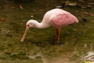 Wild Roseate Spoonbill (Platalea ajaja) close-up in freshwater marsh, head down and foraging, soft pink plumage and spatulate bill, rippled reflections, shallow depth of field, outdoor nature scene