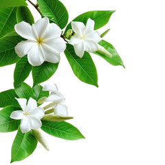 and keyword list based on the image.. White Flower Blossoms, Blooming, in Open Air, Natural Surroundings (Isolated)