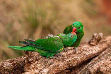 Scaly-breasted lorikeets (Trichoglossus chlorolepidotus) courtship feeding on a tree log; green...