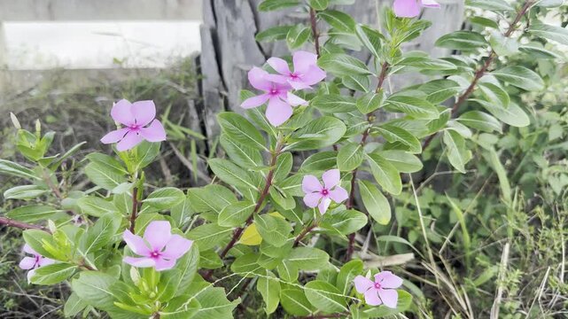 pink flowers in the garden The Periwinkle Blossoming in the Sunlight