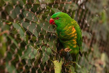 Scaly-breasted lorikeet (Trichoglossus chlorolepidotus) clinging to wire mesh in a zoo aviary; green plumage and red beak among leafy vines, daylight close-up, shallow depth of field, wildlife frame
