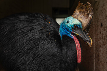 Southern Cassowary (Casuarius casuarius) head and shoulder close-up with hornlike casque, textured black plumage, vivid blue skin and red throat wattle, macro wildlife portrait in soft natural light