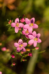 Common centaury wildflowers (Centaurium erythraea) in full bloom, pink five-petaled blossoms with yellow stamens, macro close-up, shallow depth of field, summer meadow habitat, copy space