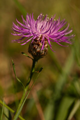 Macro close-up of purple brown knapweed wildflower (Centaurea jacea) in bloom, rayed florets and scaly involucre, meadow habitat, natural background with bokeh, shallow depth of field, summer detail