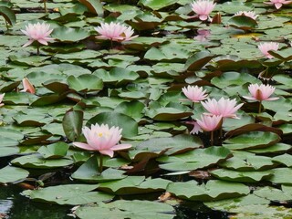 pink water lilies in the pond
