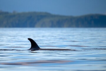 Close-up of Orca whale swimming near Broughton Archipelago in British Columbia, Canada