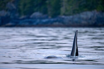 Close-up of Orca whale swimming near Broughton Archipelago in British Columbia, Canada