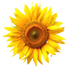 Fototapeta premium Sunflower Blossom Blooming Fully, Centered Portrait Isolated on Black Background