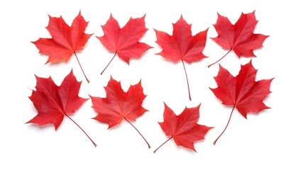 Red maple leaves arranged on white