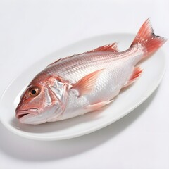 fish on a plate, Fresh Raw Red Snapper on a White Plate