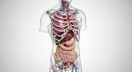 Transparent Human Torso Revealing Internal Organs and Vascular System