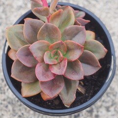 Echeveria 'Chroma' mature succulent plant