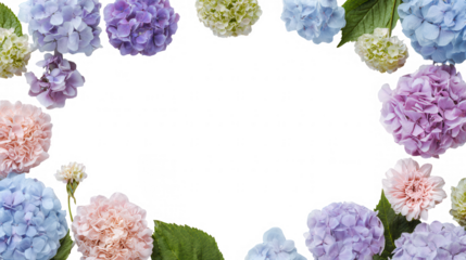 Colorful Hydrangea Floral Blossoms Natural Decoration Frame Border PNG on Transparent PNG