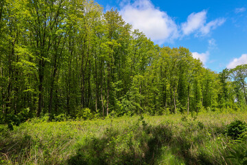A wide forest massif covered with bright green trees towers against a blue sky adorned with fluffy...