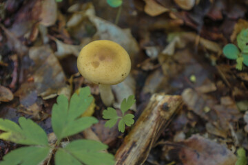 A tiny mushroom grows on the forest floor, surrounded by fallen leaves and green shoots. This macro shot shows the details and hidden beauty of forest life, symbolizing renewal and the natural cycle.