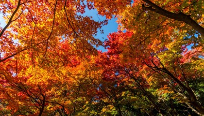 Autumn foliage canopy viewed from below